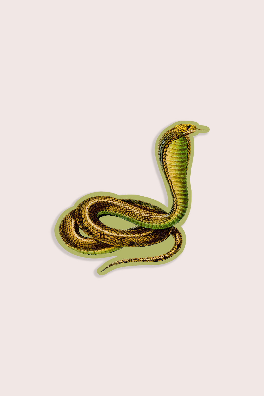 Conceited Cobra - Gap Filler Sticker