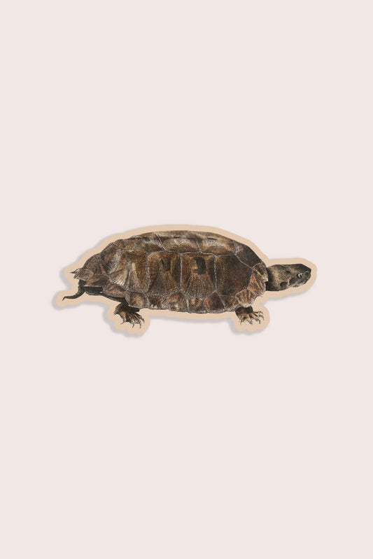 Tentative Terrapin - Gap Filler Sticker
